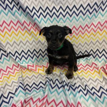 Meeko -  Pit Bull Terrier and Mixed Breed Dog for Adoption in Royse City, Texas - Meeko | PetCurious