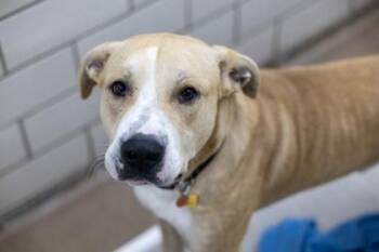 Luka -  Labrador Retriever and Mixed Breed Dog for Adoption in Golden Valley, Minnesota - Luka | PetCurious