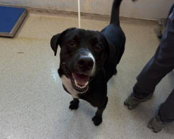 Cuha -  Mixed Breed Dog for Adoption in New York, New York - Cuha | PetCurious