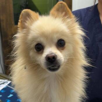 Pomeranian Dogs Available for Adoption in Chico, California - LIONHEART | PetCurious