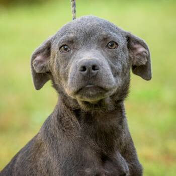 Rescue Hound Dogs for Adoption in Lambertville, New Jersey - Charlie | PetCurious