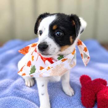 Surprise -  Jack Russell Terrier and Rat Terrier Dog for Adoption in Boerne, Texas - Surprise | PetCurious