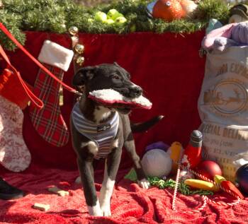 Rescue Great Pyrenees and Border Collie Dogs for Adoption in Stockton, California - Stella | PetCurious