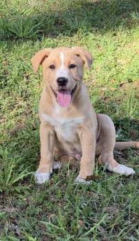 Labrador Retriever Dogs Available for Adoption - Bailey Boy | PetCurious