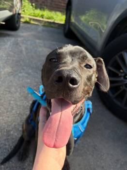 Billy Bones -  Mixed Breed Dog for Adoption in Memphis, Tennessee - Billy Bones | PetCurious