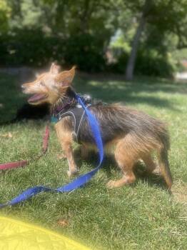 Zach -  Terrier Dog for Adoption in New York, New York - Zach | PetCurious
