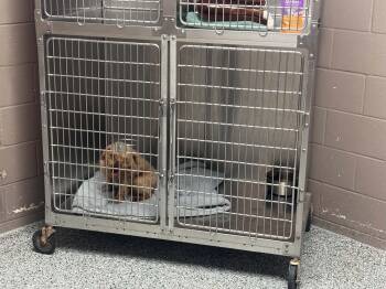 Theo or Tito -  Poodle Dog for Adoption in Zanesville, Ohio - Theo Or Tito | PetCurious