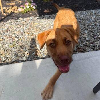 June -  Shepherd and Mixed Breed Dog for Adoption in Jarrettsville, Maryland - June | PetCurious