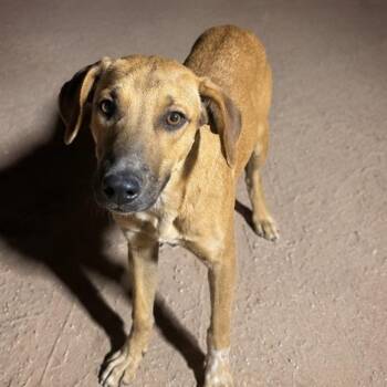 Rose -  Mixed Breed Dog for Adoption in Tonopah, Arizona - Rose | PetCurious