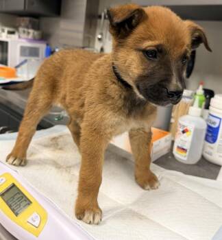 Belgian Shepherd Malinois Dogs Available for Adoption - VALENTINE | PetCurious