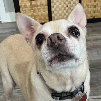 Daisy -  Chihuahua and Mixed Breed Dog for Adoption in Boerne, Texas - Daisy | PetCurious