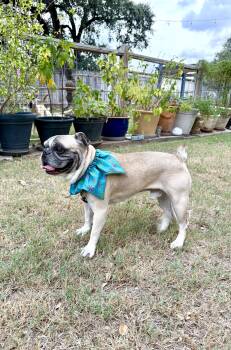 Phipps the Texas Frenchie -  French Bulldog Dog for Adoption in Lockhart, Texas - Phipps The Texas Frenchie | PetCurious