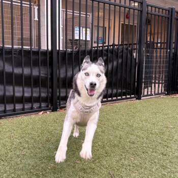 Husky Dogs Available for Adoption - Holly | PetCurious
