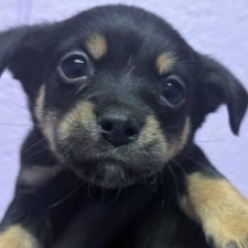Mr. Tumnus -  Chihuahua Dog for Adoption in Tacoma, Washington - Mr. Tumnus | PetCurious