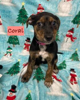 Rescue Mixed Breed Dogs for Adoption in Rock Hill, New York - Coral | PetCurious