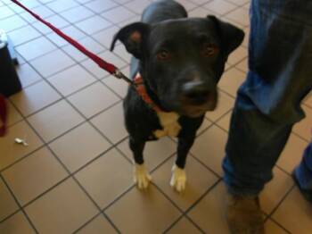 Labrador Retriever and Mixed Breed Dogs Available for Adoption in Ocala, Florida - A380678 | PetCurious