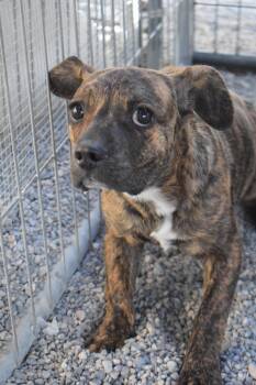 Boxer and Mixed Breed Dogs Available for Adoption in Pahrump, Nevada - Max | PetCurious
