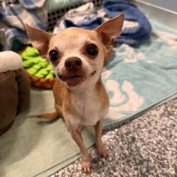 Gummy Bear -  Chihuahua and Mixed Breed Dog for Adoption in Nashville, Tennessee - Gummy Bear | PetCurious