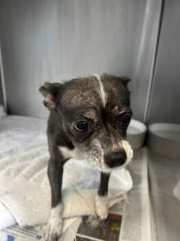 Chihuahua and Mixed Breed Dogs Available for Adoption - Vicky | PetCurious