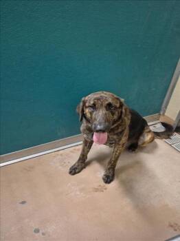 Rescue Plott Hound and Mixed Breed Dogs for Adoption in Texas City, Texas - SNICKERS | PetCurious