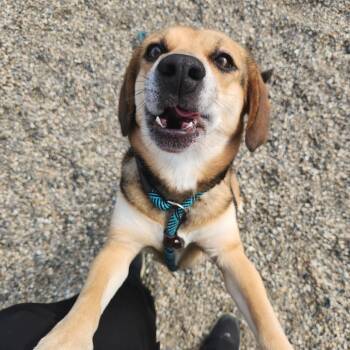 Kyoshi -  Beagle Dog for Adoption in Fort Wayne, Indiana - Kyoshi | PetCurious