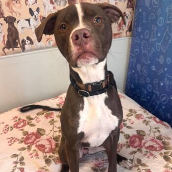 Pit Bull Terrier Dogs Available for Adoption - Moose | PetCurious