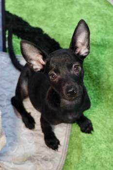 Werple -  Chihuahua Dog for Adoption in Tucson, Arizona - Werple | PetCurious
