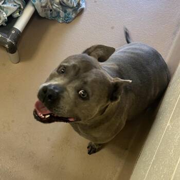 Miranda -  Pit Bull Terrier Dog for Adoption in Reno, Nevada - Miranda | PetCurious