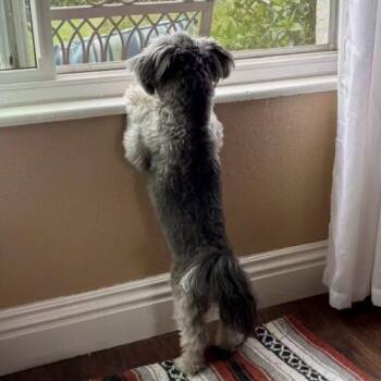 Mixed Breed Dogs Available for Adoption - COOPER | PetCurious