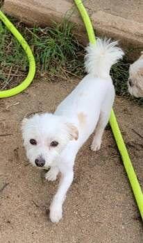 Terri -  Maltese and Coton De Tulear Dog Available for Adoption in Van Alstyne, Texas - Terri | PetCurious