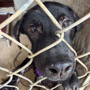 Black Labrador Retriever Dogs Available for Adoption in Austin, Texas - Lady Bird | PetCurious