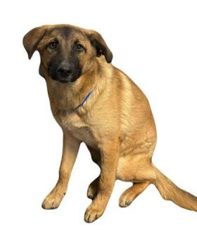 Rescue Anatolian Shepherd Dogs for Adoption in Red Bluff, California - Harlen | PetCurious