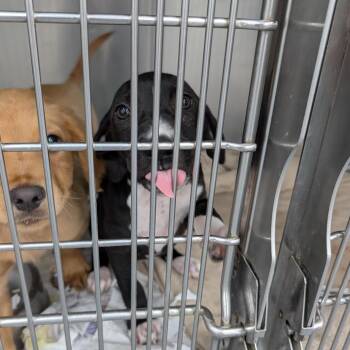 Mixed Breed Dogs Available for Adoption in Dekalb, Illinois - Clover | PetCurious