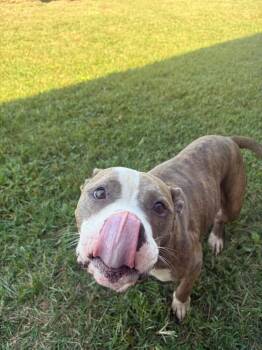 Dumplin -  Pit Bull Terrier Dog for Adoption in Gallatin, Tennessee - Dumplin | PetCurious