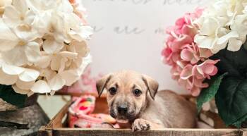 Labrador Retriever Dogs Available for Adoption in Newberg, Oregon - Chausie | PetCurious