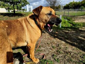 Black Mouth Cur and Mixed Breed Dogs Available for Adoption in Ocala, Florida - PEANUT | PetCurious