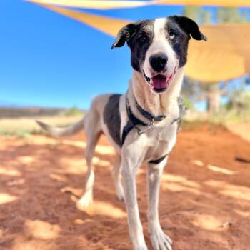 Rescue Labrador Retriever Dogs for Adoption in Kanab, Utah - Therman | PetCurious