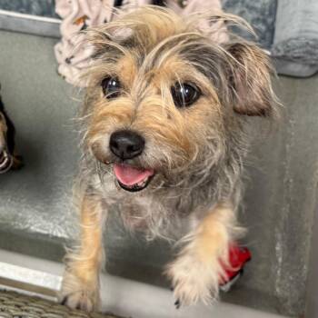 Sasha -  Yorkshire Terrier and Dachshund Dog for Adoption in Lynchburg, Virginia - Sasha | PetCurious