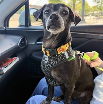 Mixed Breed Dogs Available for Adoption in Rock Hill, South Carolina - Gary | PetCurious