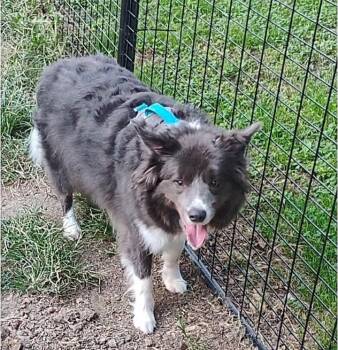 Dodge -  Border Collie and Collie Dog for Adoption in Indianapolis, Indiana - Dodge | PetCurious