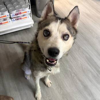 Mose -  Siberian Husky Dog for Adoption in Naperville, Illinois - Mose | PetCurious