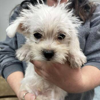 Rescue Maltese and Shih Tzu Dogs for Adoption in Wichita, Kansas - Puppy 2 | PetCurious