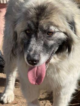 Great Pyrenees and Anatolian Shepherd Dogs Available for Adoption in Larkspur, Colorado - Lady | PetCurious