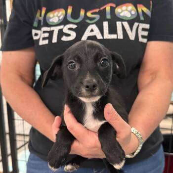 Bob -  Chihuahua Dog for Adoption in Houston, Texas - Bob | PetCurious