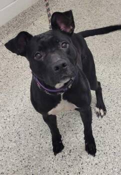 Pit Bull Terrier and Mixed Breed Dogs Available for Adoption in Kansas City, Missouri - Persephone | PetCurious