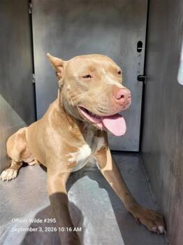 KYZER -  American Staffordshire Terrier Dog for Adoption in San Antonio, Texas - KYZER | PetCurious