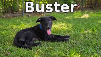 Buster -  Mixed Breed Dog for Adoption in Rock Hill, New York - Buster | PetCurious