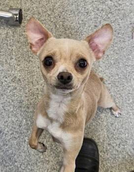 Chihuahua Dogs Available for Adoption - Sugar | PetCurious
