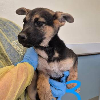 Mixed Breed and Shepherd Dogs Available for Adoption in Austin, Texas - Torchy | PetCurious