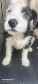 Terrier Dogs Available for Adoption in San Antonio, Texas - NINA | PetCurious